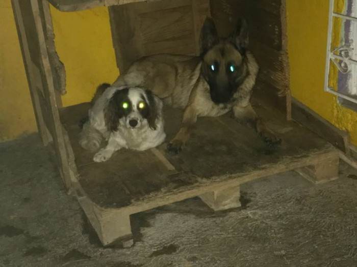 German shepherd and small white dog cuddled closely, showing genuine friendship.