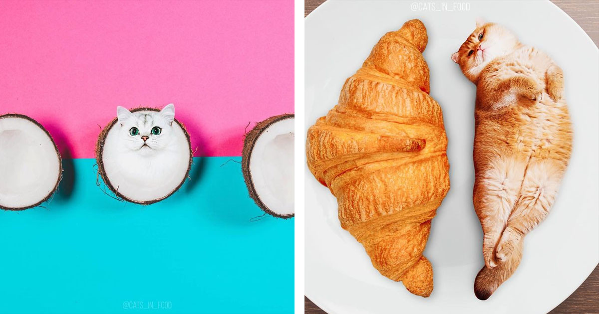 This Girl Decided To Photoshop Cats Into Food And Ended Up With a Lot Of Followers On Instagram