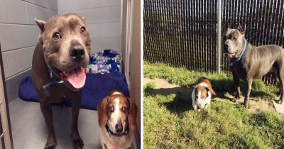 This Pitbull And Dachshund Are Best Friends For The Most Amazing Reason