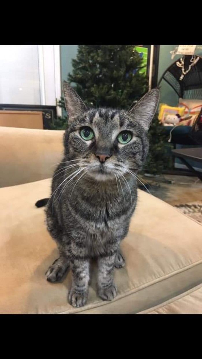 "My mama cat and two of her three babies had/have beautiful green eyes."
