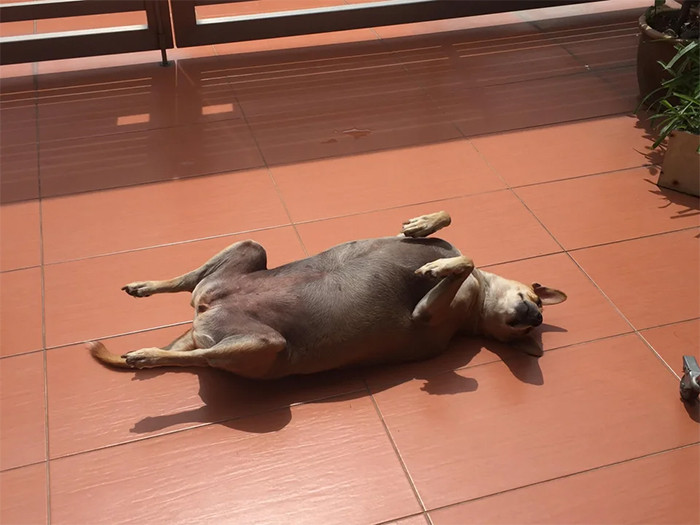 #19 My aunt’s dog loves to sunbathe like this. It reminds me of a rotisserie chicken