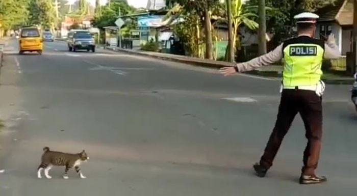 After spotting a cat attempting to cross the road, this police officer decided to help her.