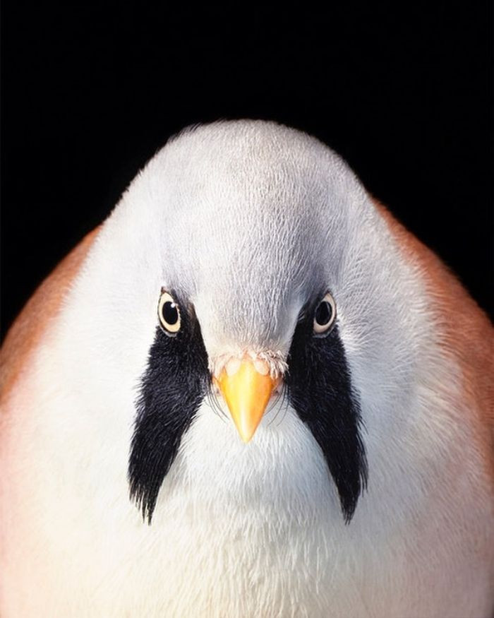 23. Bearded Tit