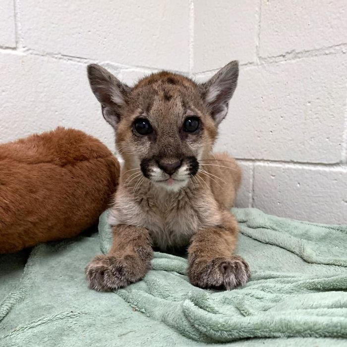 Firefighters found this abandoned mountain lion cub in Southern California.