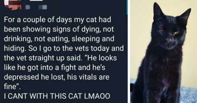 Posts That Only Cat Owners Will Truly Understand