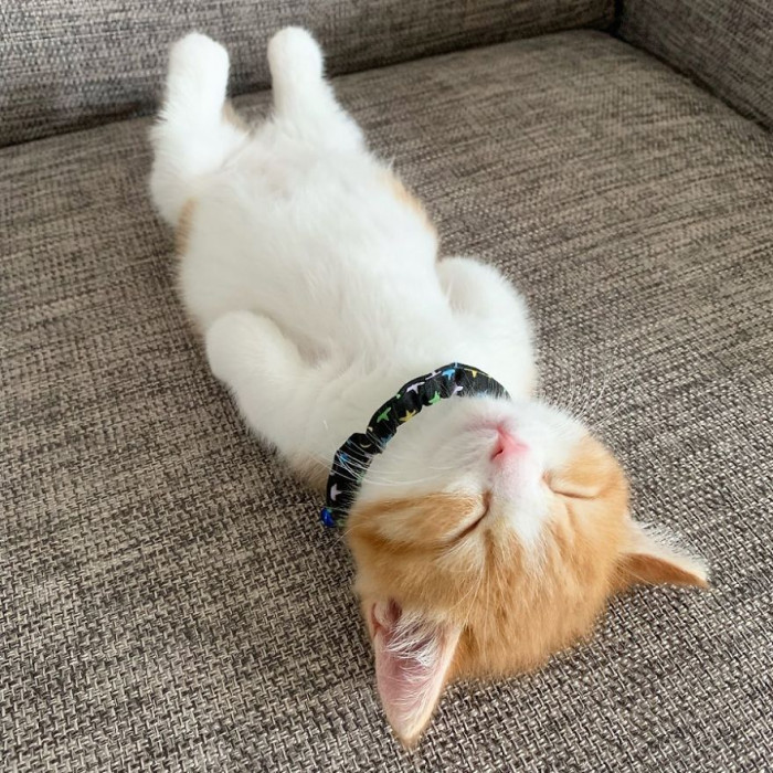 This Munchkin Kitten Sleeps Like a Human And It's The Most Adorable Th ...