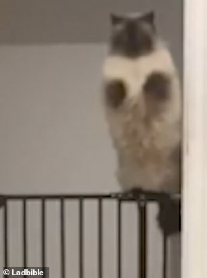 Chocolate point Himalayan cat leaping over stair gate, graceful midair jump
