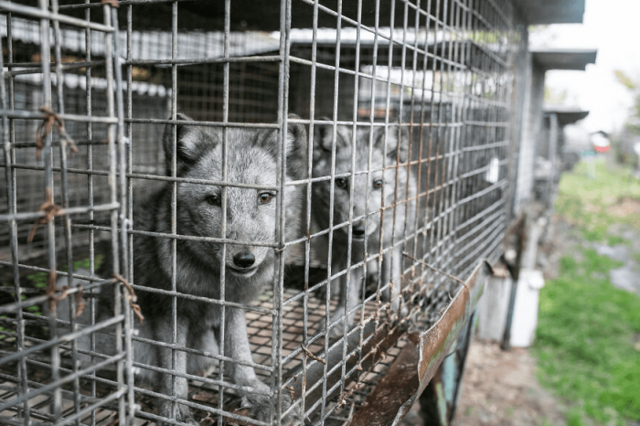 Look at those blank faces as these foxes were uncertain of what would happen to them when the rescuers came.