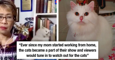 Two Cats Begin Fighting Behind This Reporter Who Could Barely Maintain Her Composure During A Live Interview