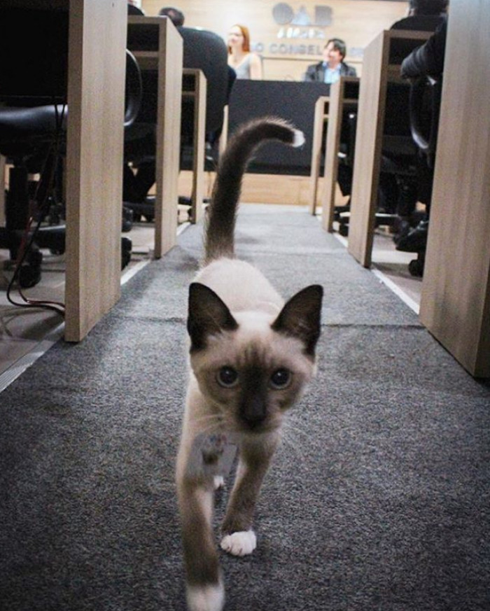 Leon's main tasks are hugs and cuddles; he's an incredibly valuable employee