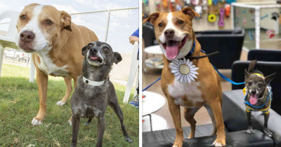 These Two Doggo Friends Have Spent 128 Days In A Shelter Because They Refuse To Be Adopted Separately