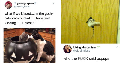 Funny Cats Are Going Absolutely Viral Lately