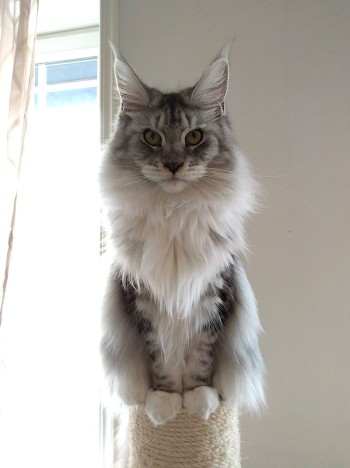 Super Fluffy Maine Coon Kittens Are SO Small It's Hard To Believe They ...