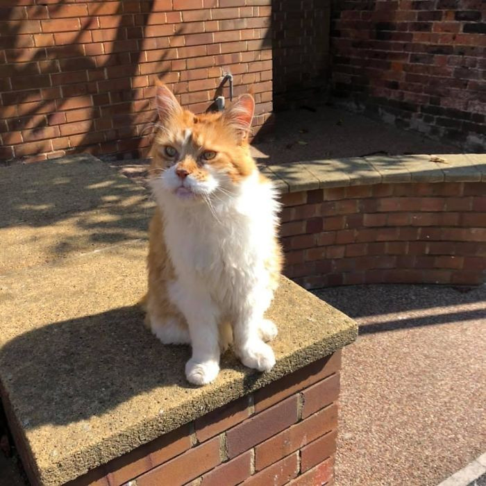 "Stumbled On This Super Old Trooper Today. I Even Broke Social Distancing Rules To Give Him A Head Scratch. Massive Paws. 12/10 Worth A Bit Of Hand Sanitizing Afterwards"