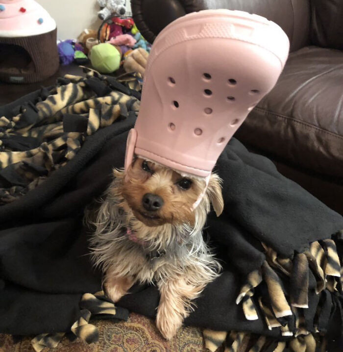 Putting A Shoe On Your Pet's Head Can Make It Look Like They Are ...