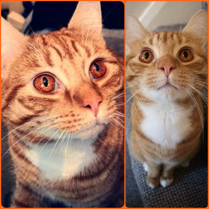 "We have orange eyes!"