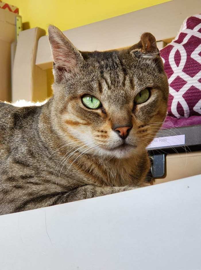 "This is Augustus, one of the cats at a shelter where I volunteer. I love his green eyes."