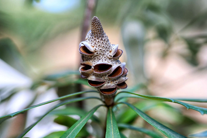 Turns out, the baby bird was actually a banksia pod.