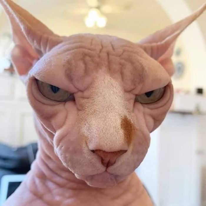 12. What happens when you interrupt a catnap?