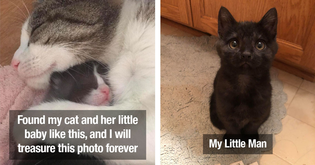 Hilarious Kitties Behaving Exactly Like Cats You're Going To Love
