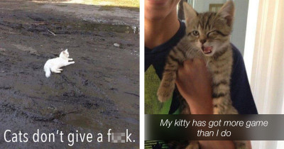 Here Are Some of the Best Cat Memes to Make You Purr