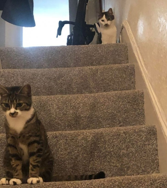24. “One of them just peed on the carpet by the door. I have visitors tomorrow, so I am scrubbing it. They came to watch me work.”
