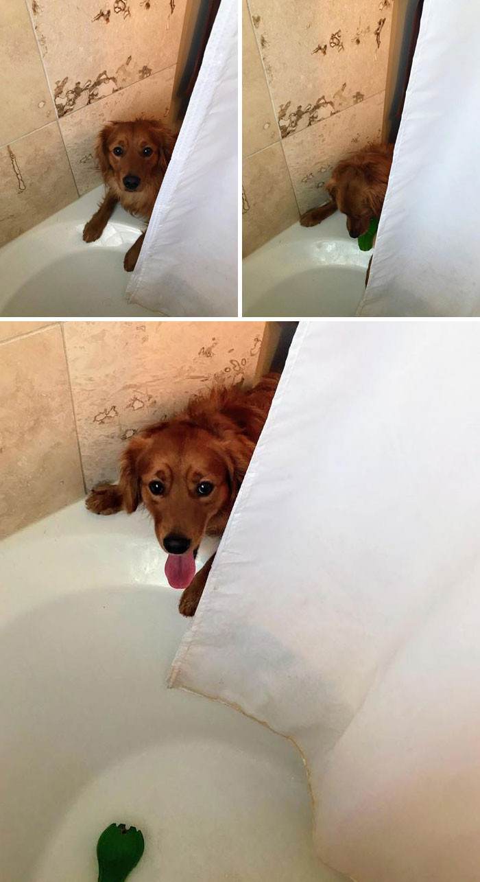 A Dog's Best Intentions.