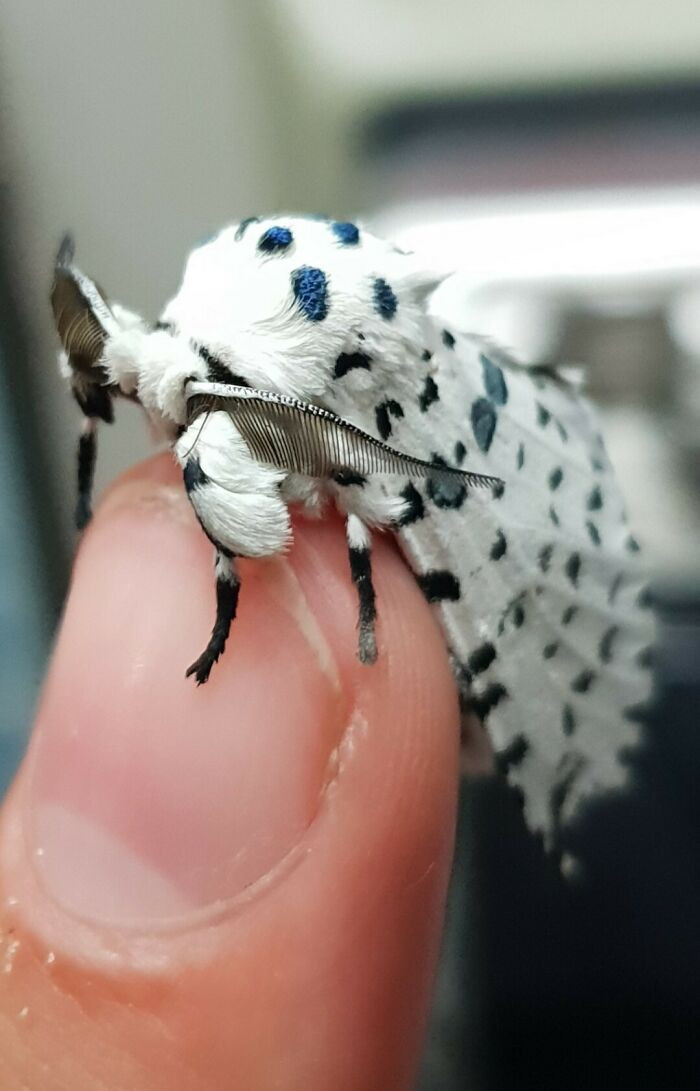 17. This Dalmatian Moth Is Furry And Features A Cool Black And White Pattern