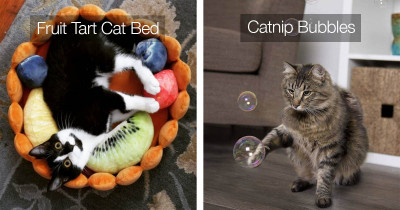We Know How To Really Spoil Your Cats And These Items Are Purr-fect For Doing It