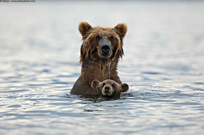 2. Mama and baby grizzly bear