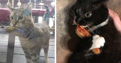 These Videos Are The Best Proof That Cats Can Play Fetch Just Like Dogs