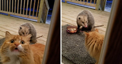 This Cat's Food Is Being Stolen By An Opossum And Its Reaction Is Priceless