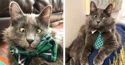 Cross-Eyed Cat Named Belarus Is A Rising Star And He Is Simply Adorable