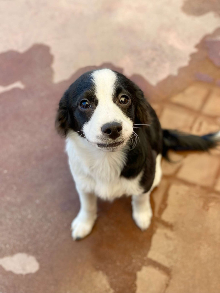 “We noticed Dr. Eberhart camped out in front of the shelter … and found out he was there to adopt Elliot,” Mercurio said.