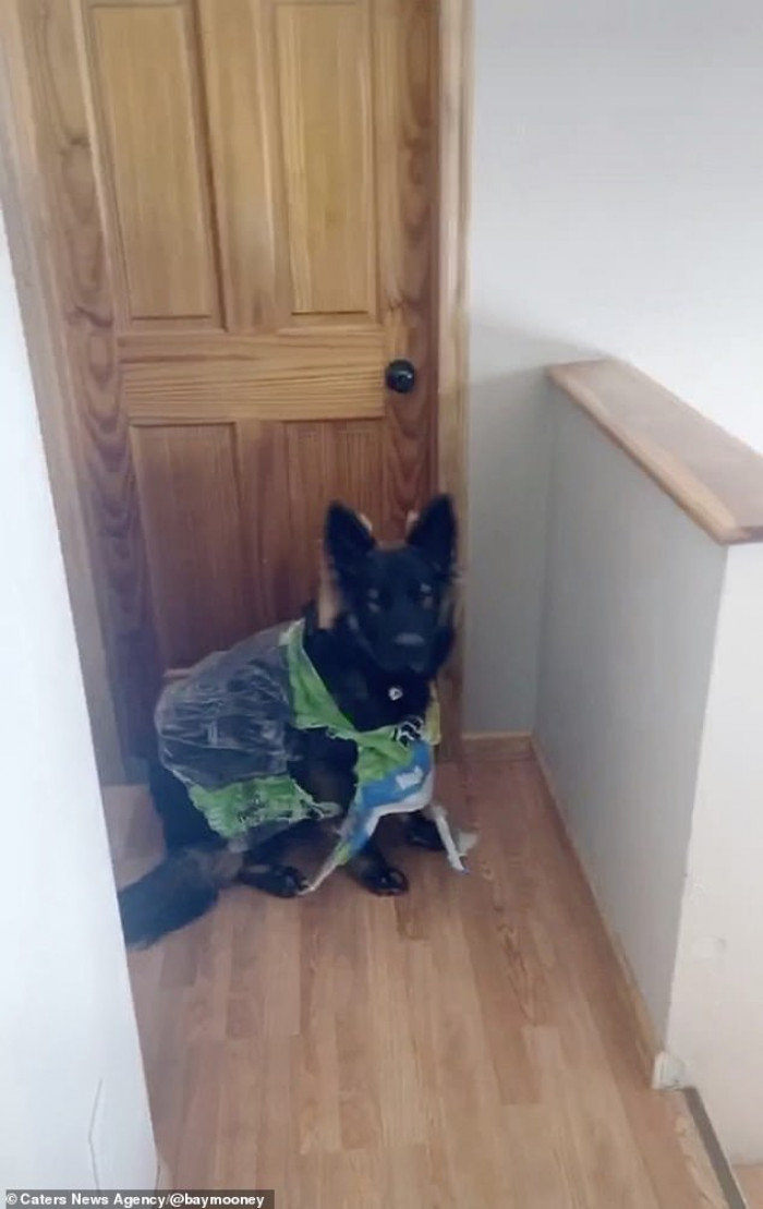 Kilo, with plastic covering wrapped around his neck.