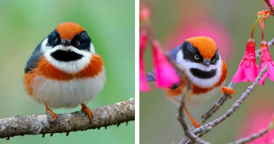 The Black-Throated Bushtit, A Bird With A Strange Name And Wonderful Colors