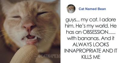 Cat Obsessed With Bananas Is Going Viral For His "Inappropriate Pics"