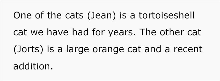 Jean and Jorts are workplace cats