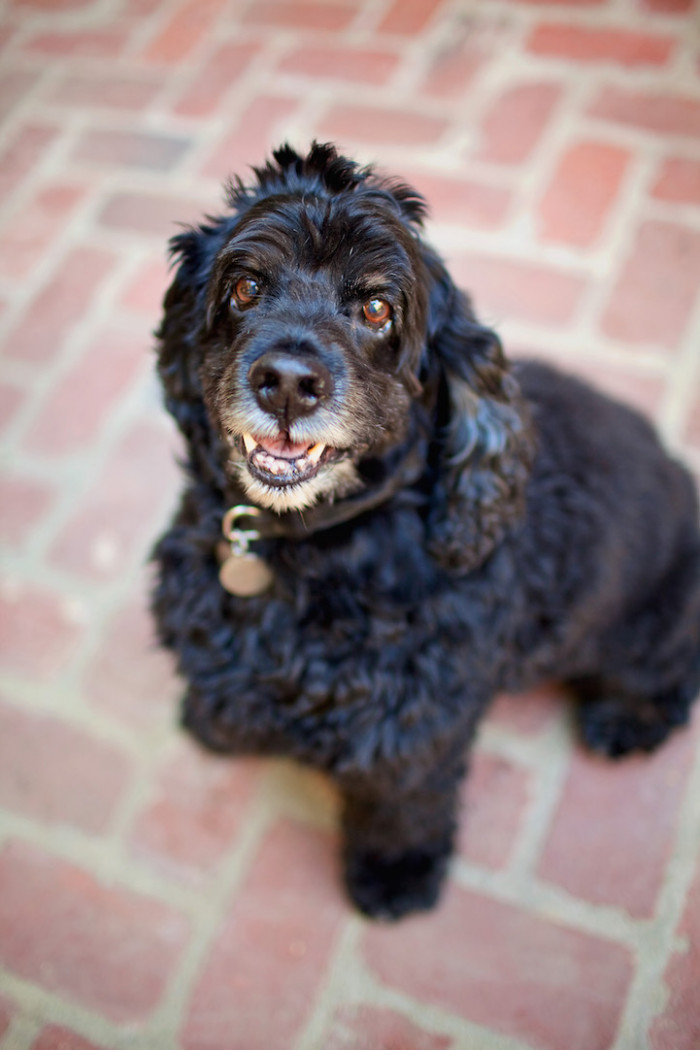 7. George Clooney fell in love with this cocker spaniel named Einstein and rescued him just hours before he was scheduled to be put down.