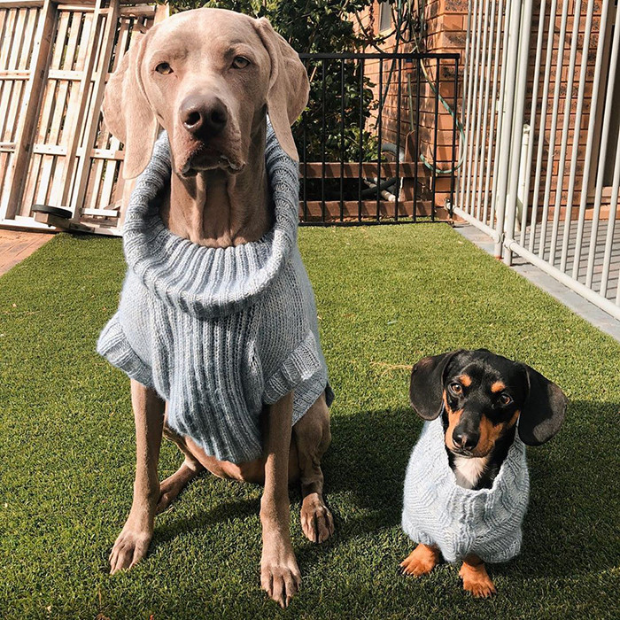 Arnold, a 2-year-old Weimaraner, had separation anxiety issues ever since he was a pup.