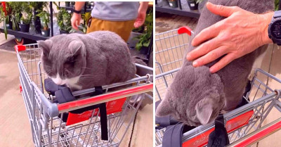 Charming Store Cat Won’t Let A Woman Leave The Store