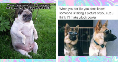 Doggo Memes to Brighten Your Day
