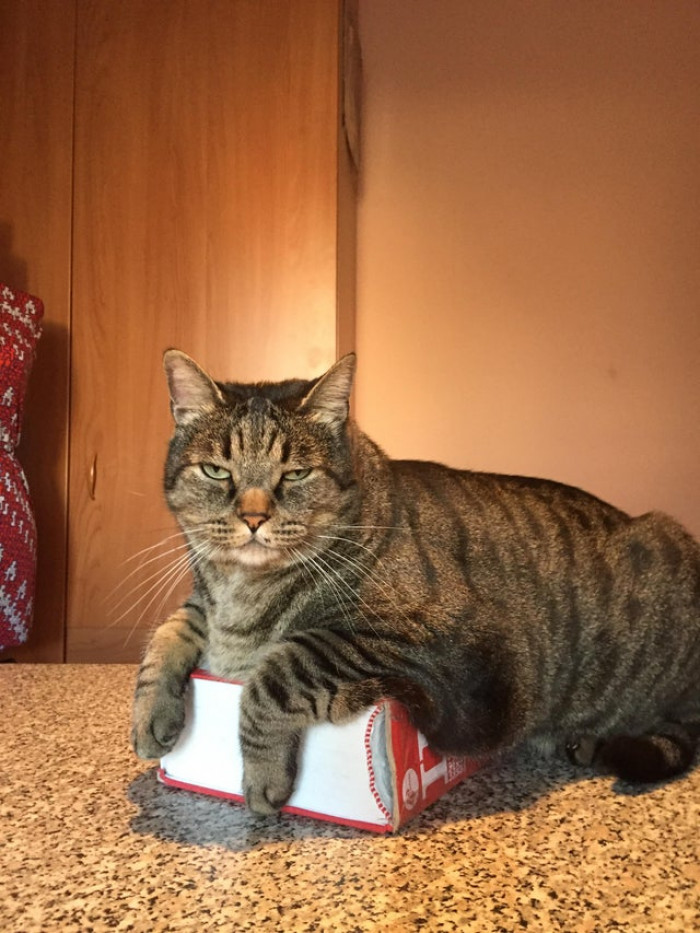 2. "I needed to do Latin homework. My grandma’s cat said no."