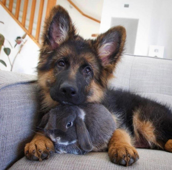 20. Marley the puppy and Beau the bunny.
