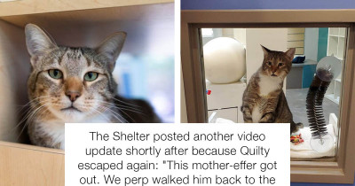 Naughty Shelter Cat Placed in Solitary Confinement for 'Repeatedly' Letting Other Cats Out