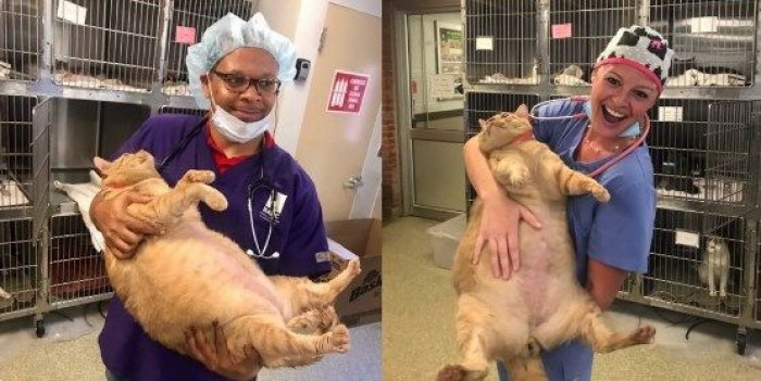 The overweight cat had trouble walking due to his extreme weight