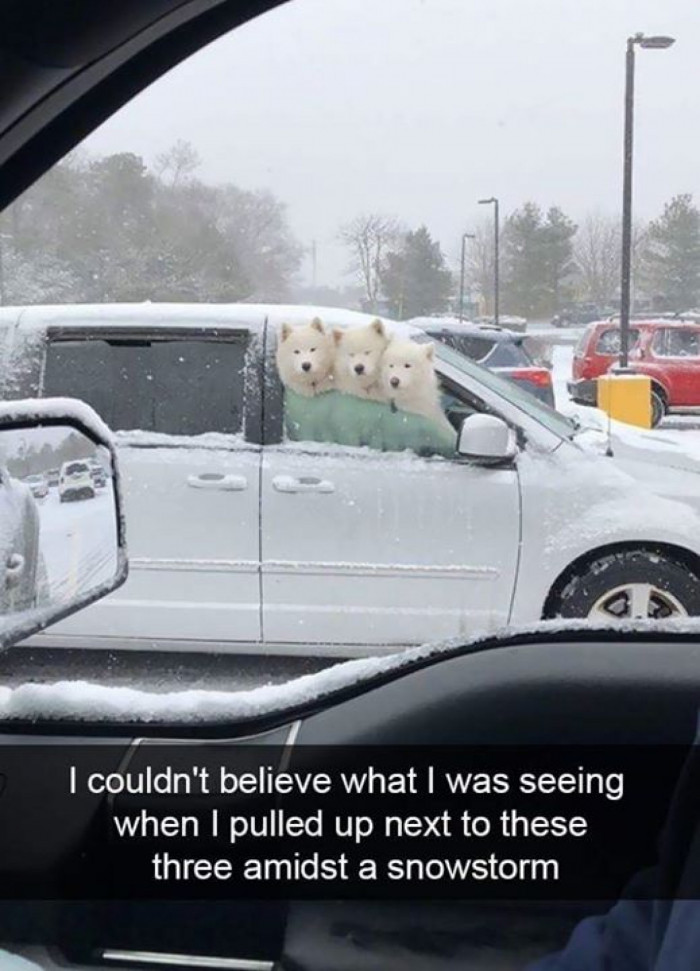 Snow Dogs Love a Good Snowstorm