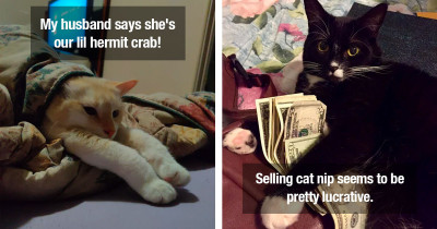 Fantastic Cats Exist to Delight Us All Daily on the Internet