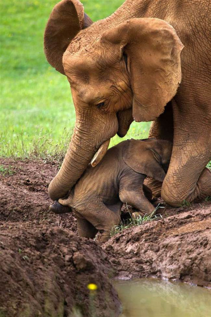 22. Mama and baby elephant hugging