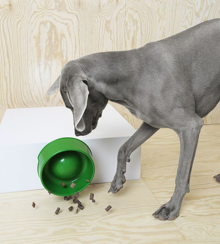  A dog feeder designed for self-service